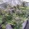 Harlequin CBD 2:1 Seeds - Cannabis Strain Seeds for Sale