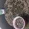 Purple Juice Seeds (Herbies Seeds) - Cannabis Strain Seeds for Sale