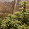 Mimosa x Orange Punch Seeds (Barneys Farm)