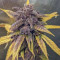 Vente de graines de cannabis Dark Devil Auto (Sweet Seeds)