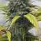Sweet Skunk F1 Fast Version (Sweet Seeds)