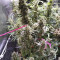 Strawberry Gum feminized seeds for sale