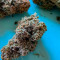 Black Cherry Punch Seeds - Cannabis Strain Seeds for Sale
