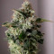 Buy Pineapple Chunk feminized seeds by Barney's Farm