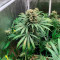 Sour Diesel feminizadas sementes à venda por Blimburn Seeds