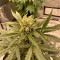 Vendita di semi di cannabis Super Lemon Haze Auto fem