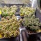 Auto Tutankhamon Seeds - Cannabis Strain Seeds for Sale
