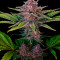 Vente de graines de cannabis Dark Devil Auto (Sweet Seeds)