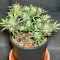 Tropicana Cookies Seeds - Cannabis Strain Seeds for Sale