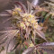 Semi Femminizzati Sticky Sherbert GG (Seedkeepers)