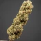 Apple & Bananask Seeds