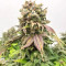Banana Sherbet Seeds (Original Sensible Seeds)