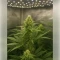 Blackberry Moonrocks Seeds
