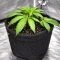 Ceres Kush feminized seeds