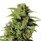 Graines de cannabis Cherry Grapefruit (Kera Seeds)