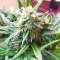 Cristal Limit Seeds