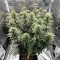 Critical Mass Fast feminized seeds