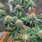 Sementes Feminizadas de Durban Thai x C99 (Brothers Grimm Seeds)