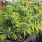 Graines de cannabis El Fuego Auto (DNA Genetics)