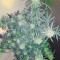 Exodus Cheese x Jack Herer x NL5 feminized seeds