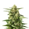 Jack Herer Auto (GHS)