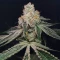 Kush Mints Fast Version Feminized Seeds (Seedkeepers)