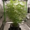 Semi Femminizzati Mango Cherry Runtz Auto (Fast Buds)