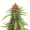 Graines de cannabis Mexican Sativa regular (Sensi Seeds)