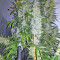 Graines de cannabis Panama x Bangi Haze (Ace Seeds)