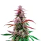Pink Runtz Seeds