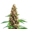 Super Boof Seeds