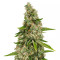 Graines de cannabis Venice Beach Afghan (Kera Seeds)