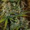 White Widow x Big Bud feminized seeds