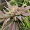 Wonder Pie Seeds (Green House Seeds)
