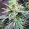 Graines de cannabis Z (Blackskull Seeds)