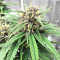 Tropicana Cookies Auto Seeds