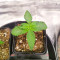 24K Gold (Herbies Seeds)