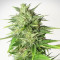 White Widow Automatic feminized seeds