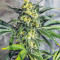 white widow