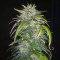 Original Auto AK Seeds