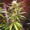 Graines de cannabis Amnesia Bilbo (Genehtik Seeds)