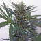 Semi di Amnesia Haze femminizzati (Soma Seeds)