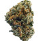 Amnesia OG regular strain