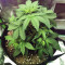 Auto Do-Si-Dos Cookies (00 Seeds)
