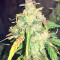 Auto Gorilla OG Seeds