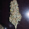 Graines de cannabis Auto Sweet Soma (00 Seeds)