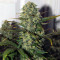 Destroyer Regular seeds