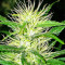 Graines de cannabis Guawi (Ace Seeds)