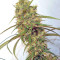 Haze x Kali China (Ace Seeds)