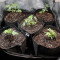 Headbanger Seeds